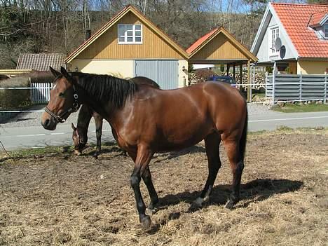 Trakehner Rocetta solgt tidliger hest billede 15