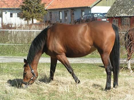 Trakehner Rocetta solgt tidliger hest billede 16