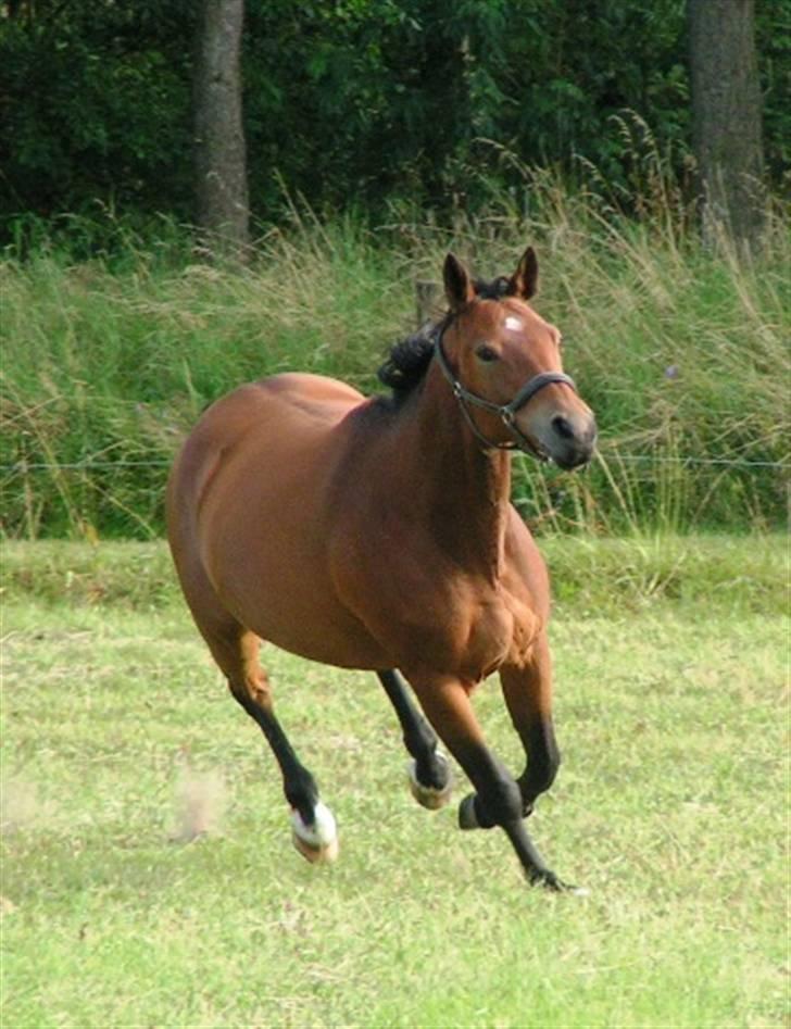 Trakehner Rocetta solgt tidliger hest billede 17