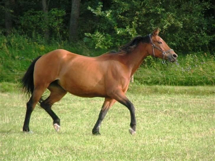 Trakehner Rocetta solgt tidliger hest billede 18