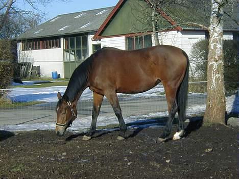 Trakehner Rocetta solgt tidliger hest billede 19
