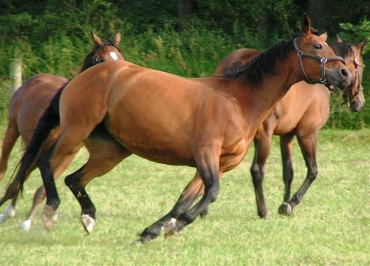 Trakehner Rocetta solgt tidliger hest billede 20