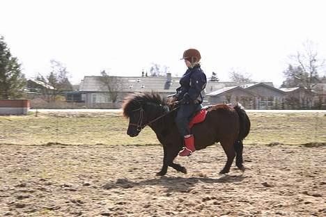 Shetlænder Felix - så skal der rides :) billede 13