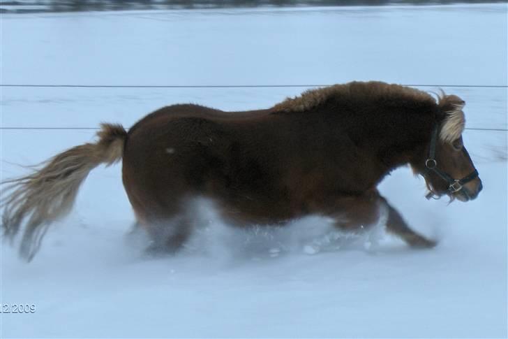 Shetlænder SOLBAKKENS MANDFRED  - jordens bedste og mest nuttede pony nogen sinde.... <3 billede 17