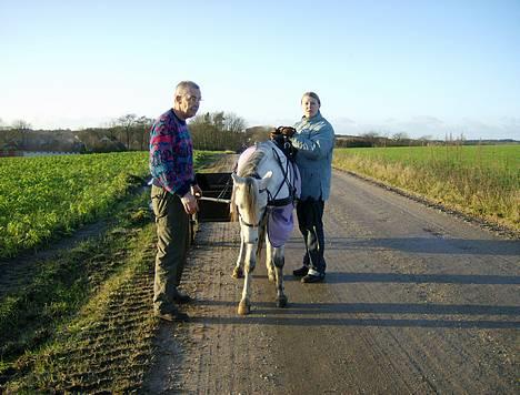 Welsh Pony (sec B) Korreborgs pedro SOLGT - Pedro, Gustav Og Kristina. Han skal ud at køre. billede 1