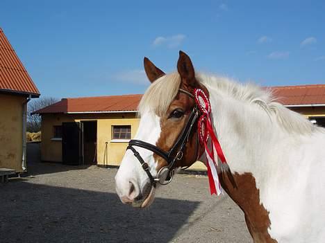 Pinto Pintoen - Klubmester i dressur 2005 billede 8