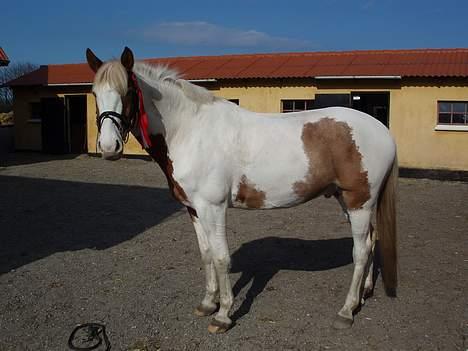 Pinto Pintoen - Klubmester i dressur 2005 billede 9
