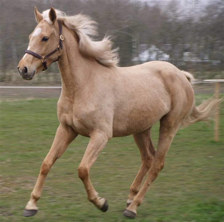 Palomino Chess Stauslykke. - Chess løbe (d.12 april 2008) " Julie R " billede 5