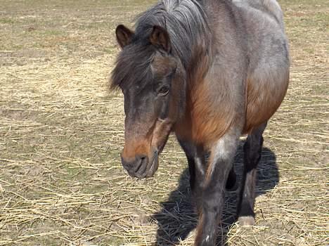 Anden særlig race Araber / Welsh Bonita  - Har du noget mad med til mig...bemærk den lange pels under maven... sjovt ik... vi mangler lige at fælde halvdelen... smiler... billede 18