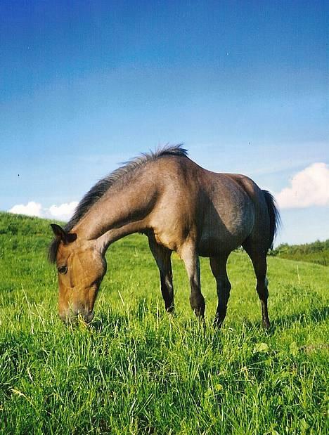 Anden særlig race Araber / Welsh Bonita  - Min smukke pony på sommergræs - på billedet er hun 20 år gammel. (8 år siden) billede 19