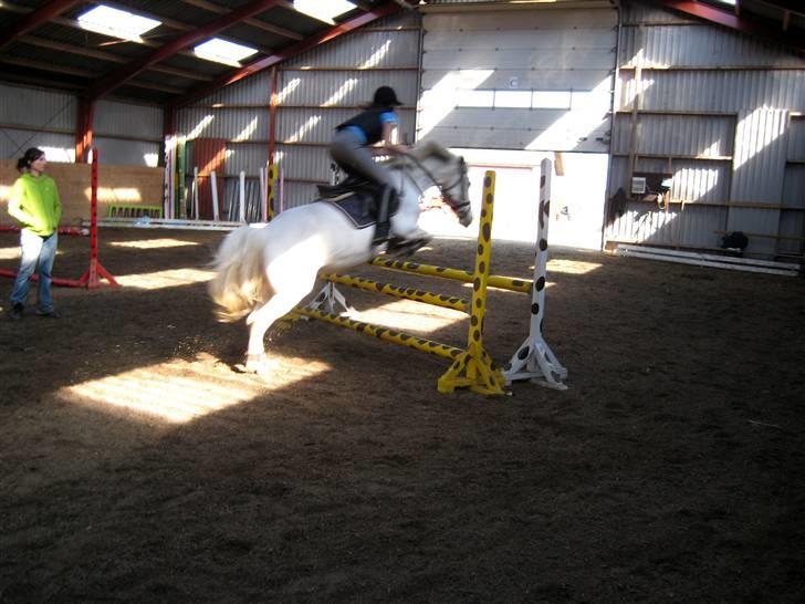 Irsk Sportspony Idom Aadahls Quickstep billede 4