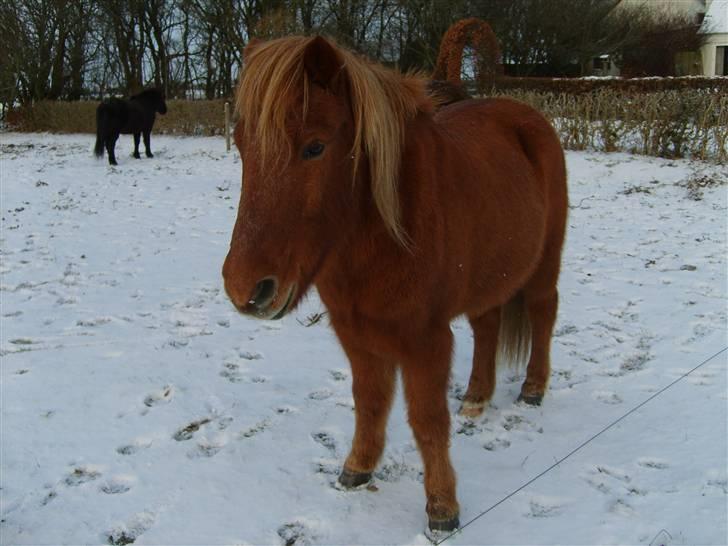 Islænder Pjakkur f. Spåndlundgård. - Hej og velkommen til min profil. Smid gerne en karakter og kommentar ;o) billede 1