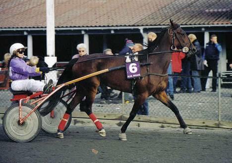 Traver Daylight  - Her er hun på æres rundte hun har lige vundet. billede 18