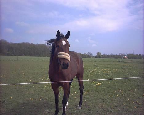 Traver Daylight  - Her er verdens smukkeste hoppe-traver.. <3<3 billede 19