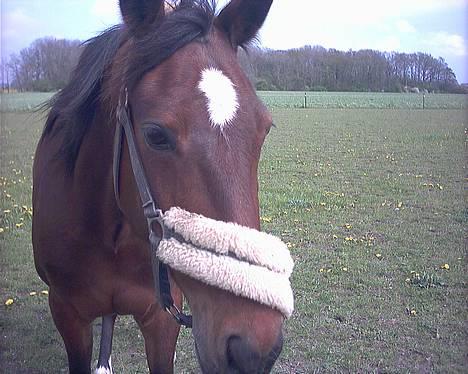 Traver Daylight  - Her er hendes smukke hoved...er hun ikke skøn?? billede 20