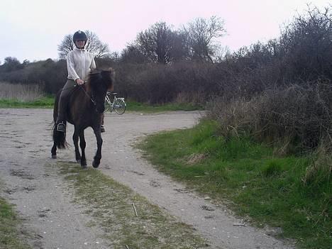 Islænder Svartur fra Tingvad - Svartur fra Tingvad billede 20