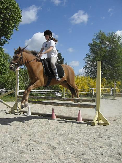 New Forest Walker - spring træning. springer 65 cm billede 9