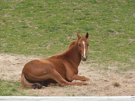 Anden særlig race royal Deluxe - Min skønne dreng. Der lige er vågnet.. billede 19