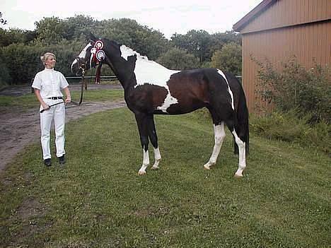 Pinto Samondo - Vinderhesten "Årets pinto og Årets hingst 2004" billede 6