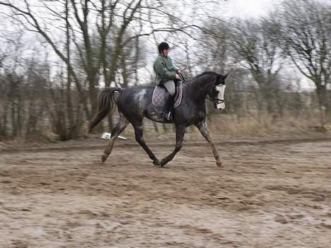 Dansk Varmblod Juncher (R.I.P.) billede 17