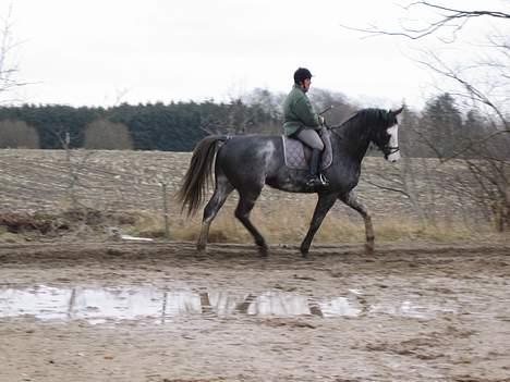 Dansk Varmblod Juncher (R.I.P.) billede 18