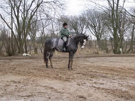 Dansk Varmblod Juncher (R.I.P.) billede 19