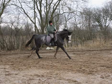 Dansk Varmblod Juncher (R.I.P.) billede 20