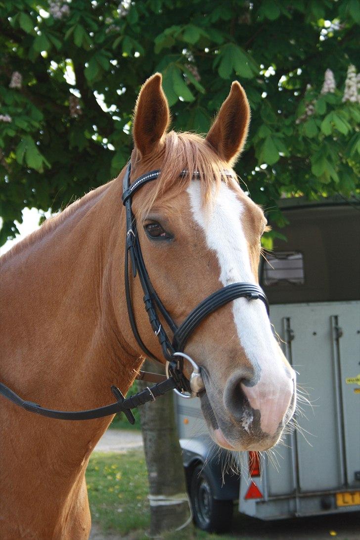 Dansk Varmblod Grusgårds Minell billede 1