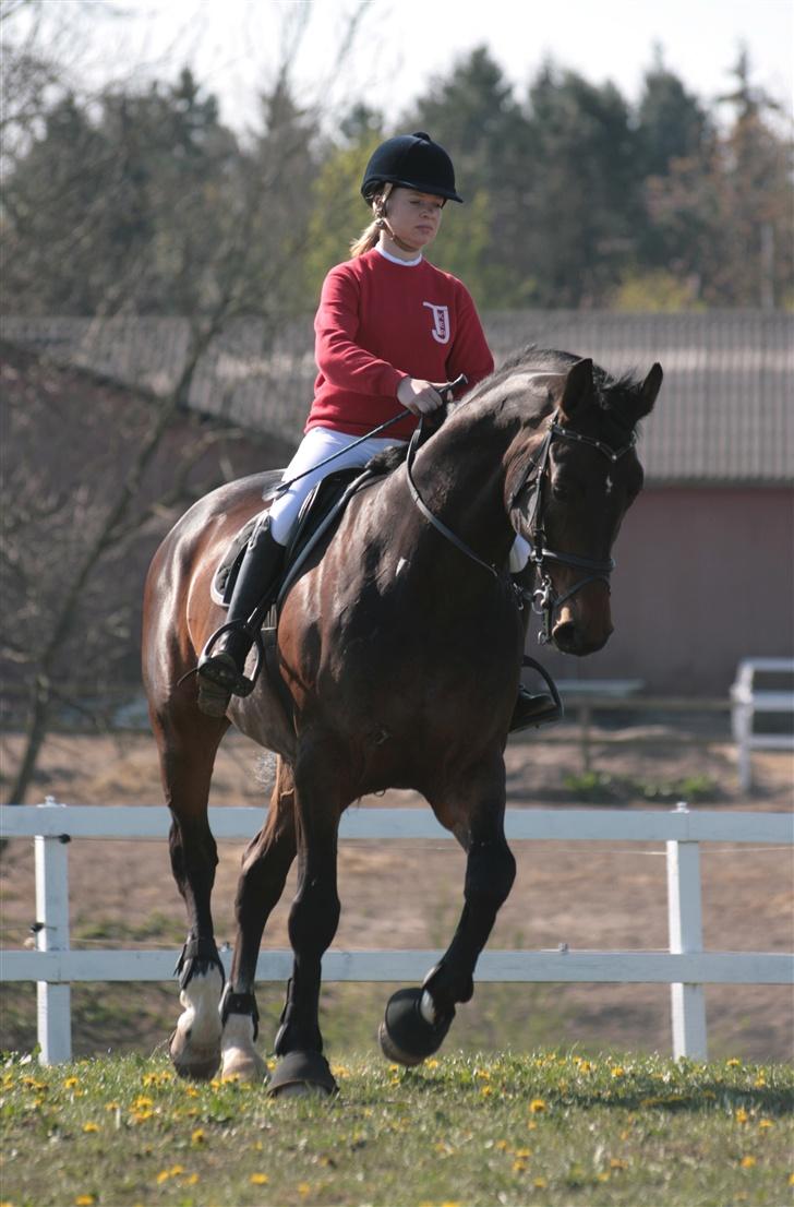 Hannoveraner Durango 14 <3 SOLGT - Jeg vil aldrig kunne skille mig af med den hest <3 til stævne på KER :D:D billede 1