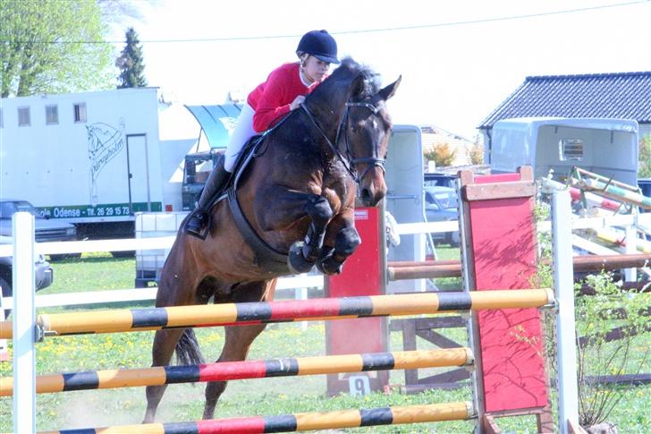 Hannoveraner Durango 14 <3 SOLGT - verdens bedste (L) billede 4