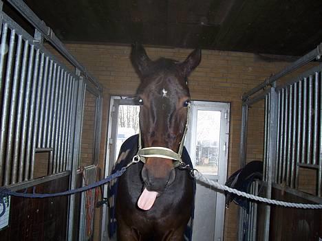 Hannoveraner Durango 14 <3 SOLGT - 22/10 . hahaha, durango durango durango :D dette billeder viser virkelig hvordan han er. billede 6