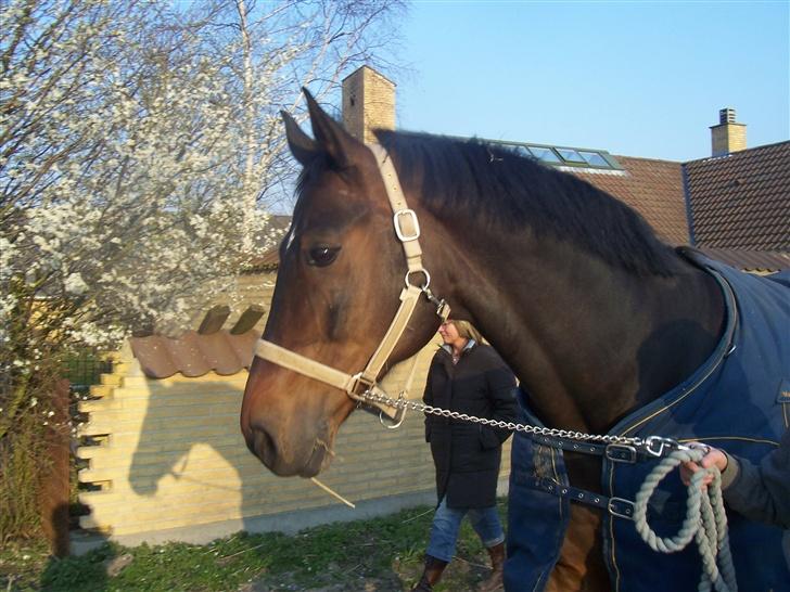 Hannoveraner Durango 14 <3 SOLGT - Ude at gå tur (: billede 9