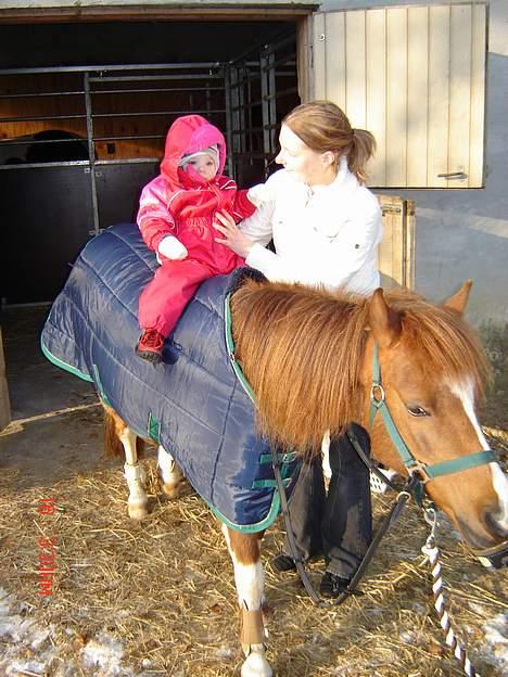 Pinto Museline - Rytteren er kun 1år og tre måneder, hendes mor holder også godt ved... billede 12
