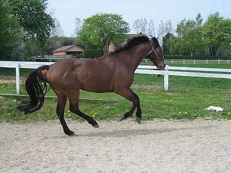 Fuldblod (XX) Aksaias (DØD) :( - Aksaias i galop <3<3<3 billede 1