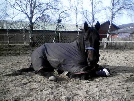 Traver Peppe Skovsgård (Død)  billede 9