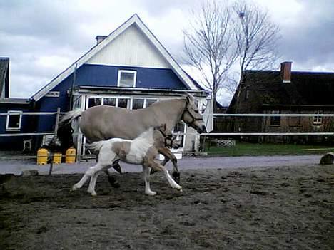 Anden særlig race Bavnshøj´s Cassie (Solgt) billede 4