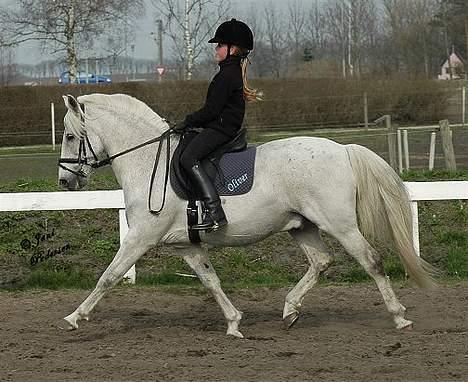 Anden særlig race OLIVER - fri trav. billede 13