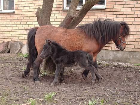 Miniature black speedy "solgt" - uhha.. det er dejligt at strække sig billede 14