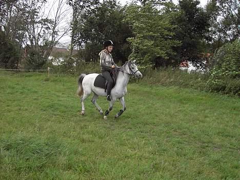Welsh Pony (sec B) Korreborgs pedro SOLGT - Frisk galop billede 2