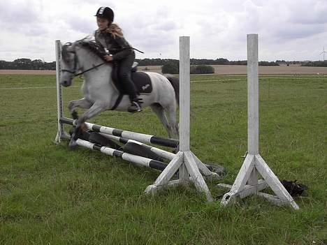 Welsh Pony (sec B) Korreborgs pedro SOLGT - Springer  billede 3