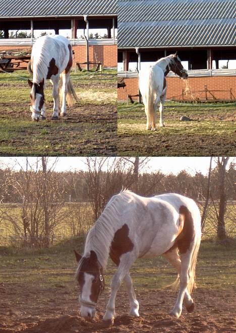 Pinto Candy SOLGT RIP - alene på folden...  billede 9