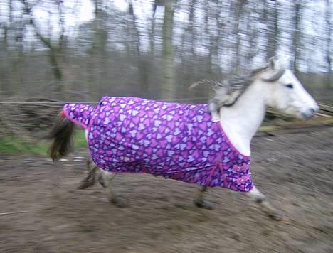 Welsh Pony (sec B) Korreborgs pedro SOLGT - Fuld galop billede 5