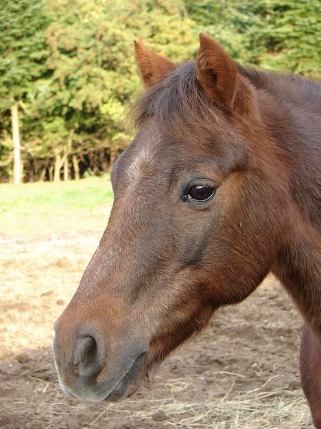 Anden særlig race Rosty Don - nåååår så sød man kan se ud   billede 1