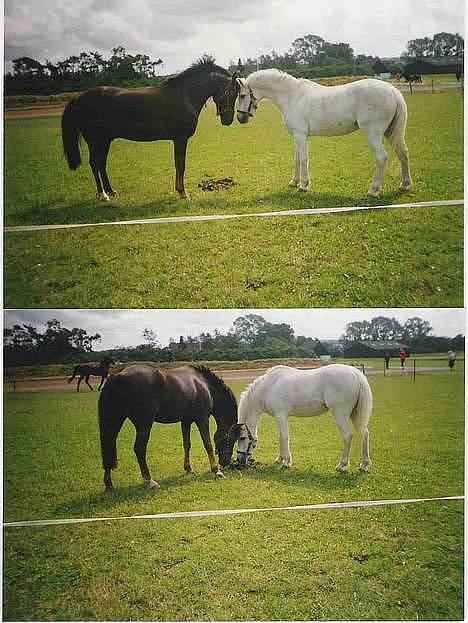 Anden særlig race Rosty Don billede 2