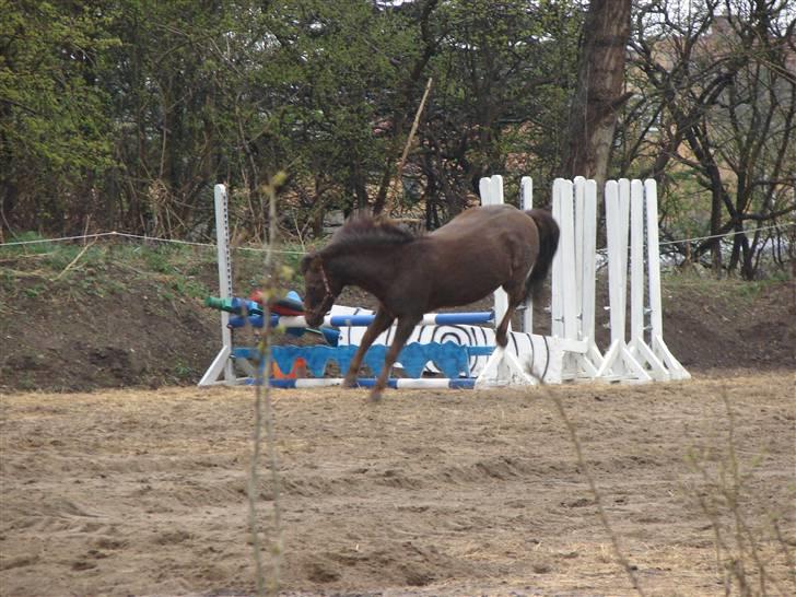 Anden særlig race Rosty Don - hehe billede 6