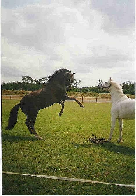 Anden særlig race Rosty Don - du ska ikk komme over på min halvdel billede 7