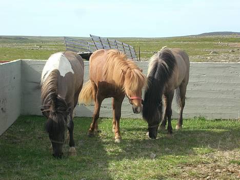 Islænder *Röst frá Efri-Lækjarda  - 5 dagsridetur billede 18