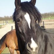 Welsh Cob (sec D) Solvanggårds Diadem SOLGT