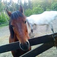 Welsh Pony (sec B) bakkegårdens prins SOLGT 