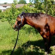 Welsh Pony (sec B) bakkegårdens prins SOLGT 